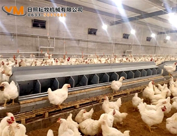 自動(dòng)集蛋箱